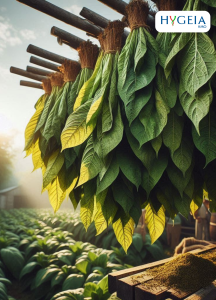 Tobacco leaves